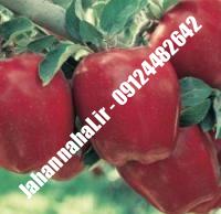 نهال سیب استارکینگ پایه رویشی گلدانی | نهالستان جهان نهال | ۰۹۱۹۷۷۲۲۲۶۱ دکتر صنعتی