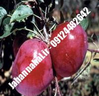 نهال سیب بلک مریکال پایه رویشی گلدانی | نهالستان جهان نهال | ۰۹۱۹۷۷۲۲۲۶۱ دکتر صنعتی