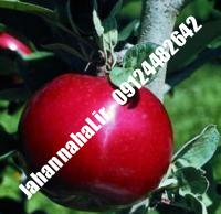 نهال سیب ردچیف گلدانی | نهالستان جهان نهال | ۰۹۱۹۷۷۲۲۲۶۱ دکتر صنعتی