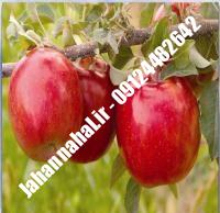 نهال سیب فوجی پایه مالینگ گلدانی | نهالستان جهان نهال | ۰۹۱۹۷۷۲۲۲۶۱ دکتر صنعتی