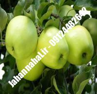 نهال سیب لبنان زرد پایه مالینگ گلدانی | نهالستان جهان نهال | ۰۹۱۹۷۷۲۲۲۶۱ دکتر صنعتی