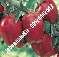 نهال سیب لبنان قرمز پایه رویشی گلدانی | نهالستان جهان نهال | ۰۹۱۹۷۷۲۲۲۶۱ دکتر صنعتی