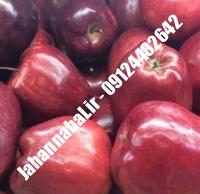نهال سیب لبنان قرمز پایه مالینگ گلدانی | نهالستان جهان نهال | ۰۹۱۹۷۷۲۲۲۶۱ دکتر صنعتی