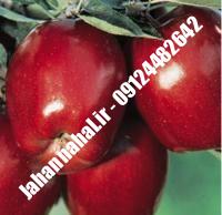 نهال سیب لبنان قرمز گلدانی | نهالستان جهان نهال | ۰۹۱۹۷۷۲۲۲۶۱ دکتر صنعتی
