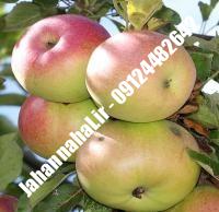 نهال سیب مک اینتاش پایه مالینگ گلدانی | نهالستان جهان نهال | ۰۹۱۹۷۷۲۲۲۶۱ دکتر صنعتی