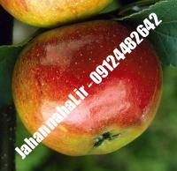 نهال سیب کاکس ارنج پایه مالینگ گلدانی | نهالستان جهان نهال | ۰۹۱۹۷۷۲۲۲۶۱ دکتر صنعتی